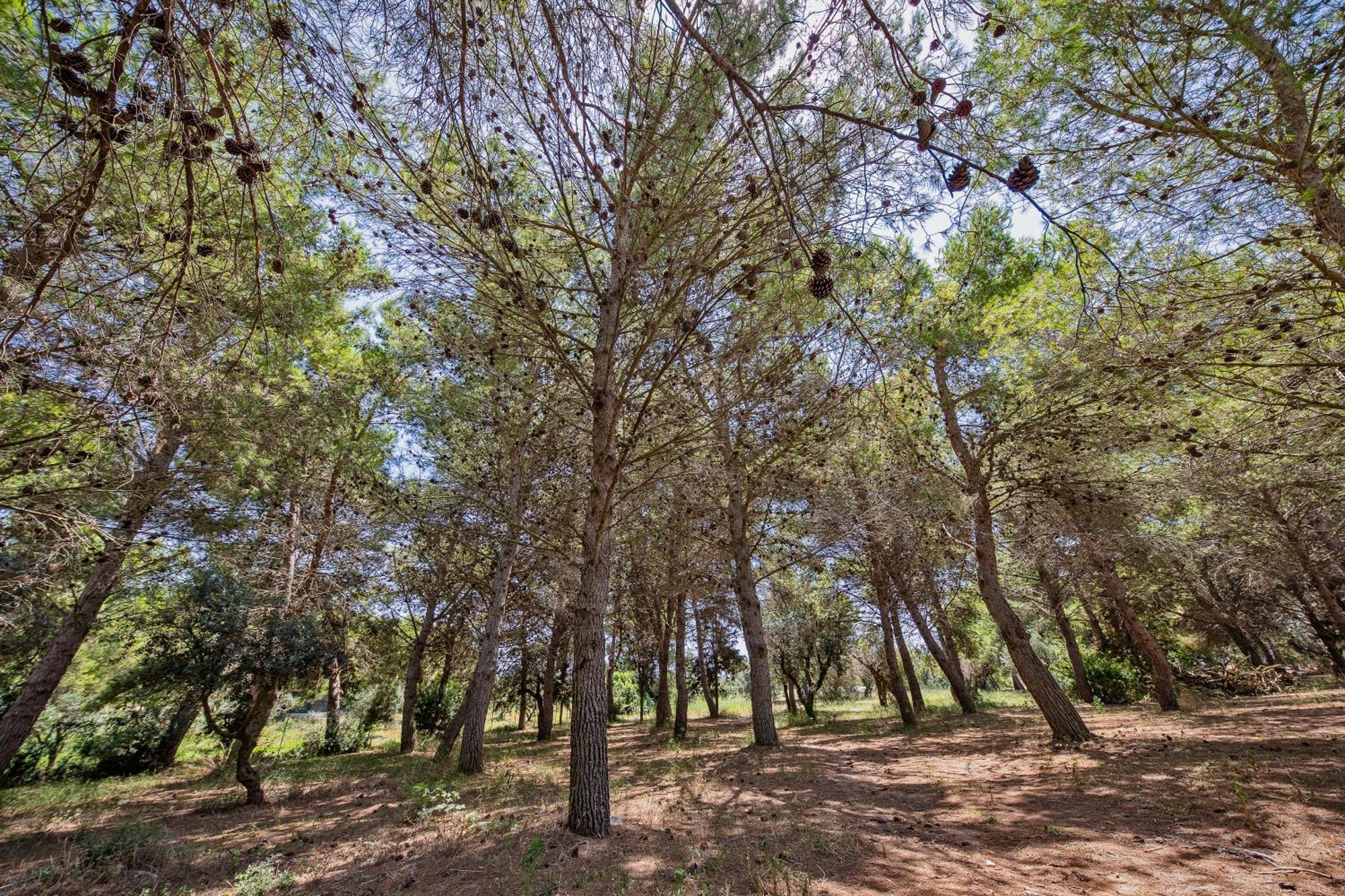 Torre Casciani Villa Удженто Екстериор снимка